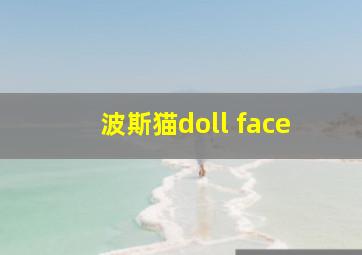 波斯猫doll face